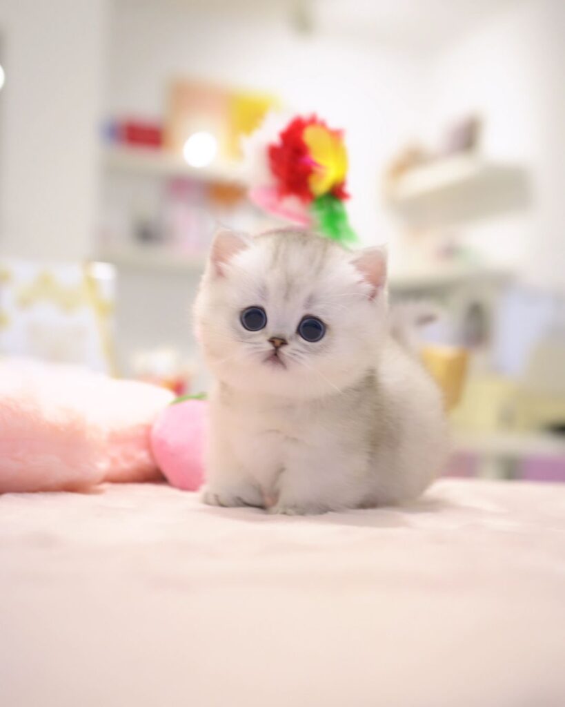 Home cookie (1)