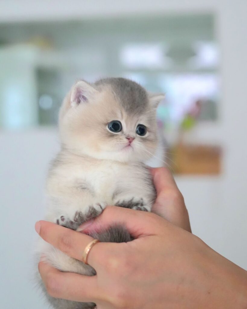 Available Kittens dailsy (5)