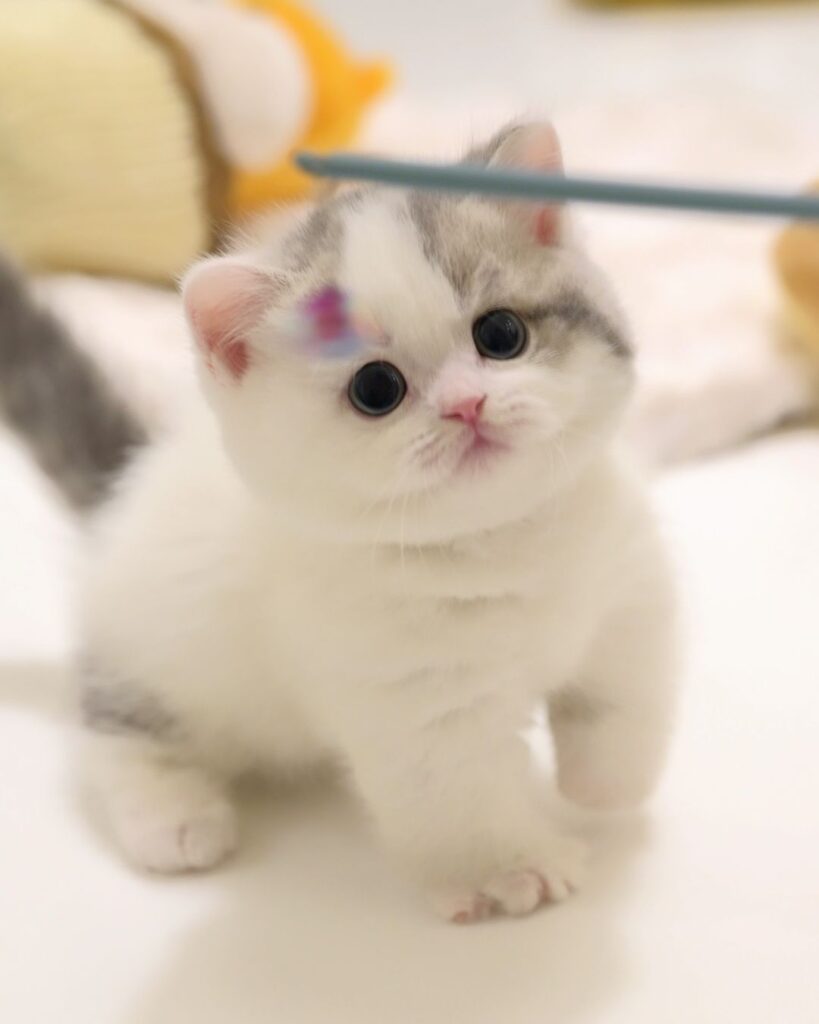 Available Kittens mani (2)