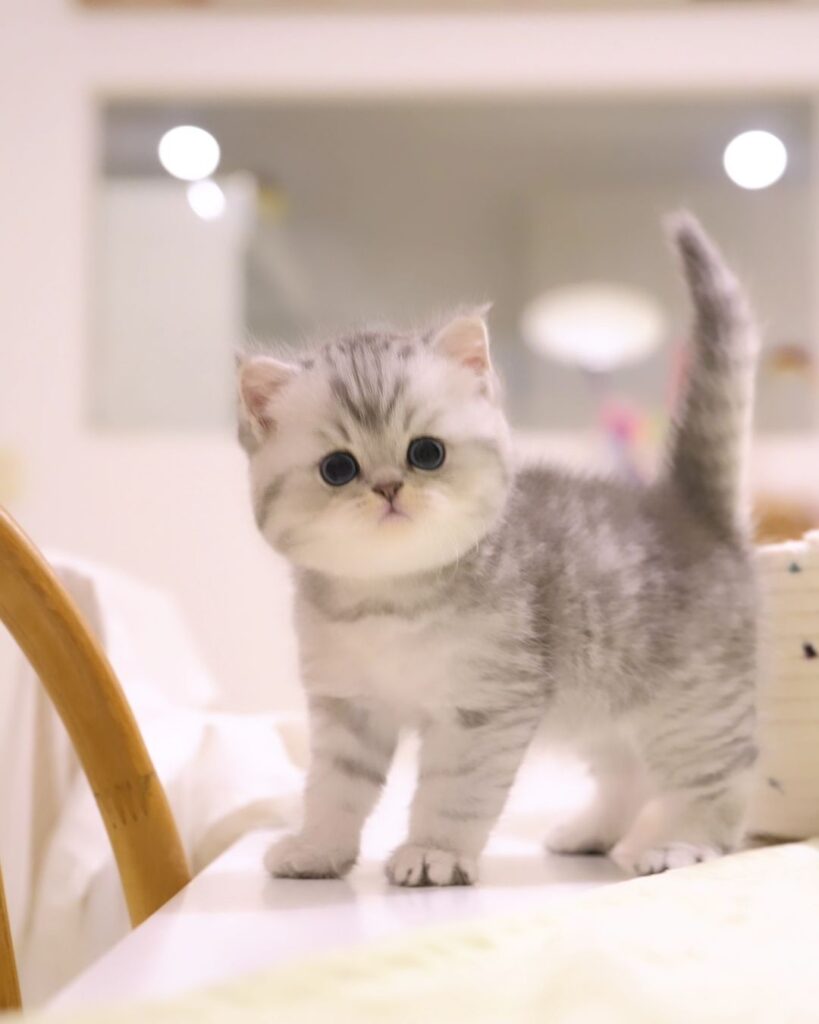 Available Kittens penny (1)